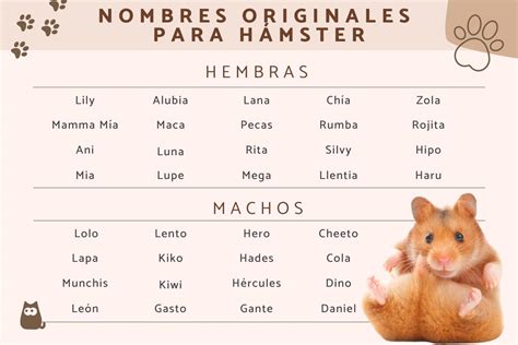 nomes para hamster